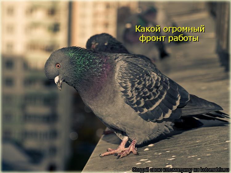 Какой огромный фронт работы фронт работы... Котоматрица: Какой огромный фронт работы фронт работы