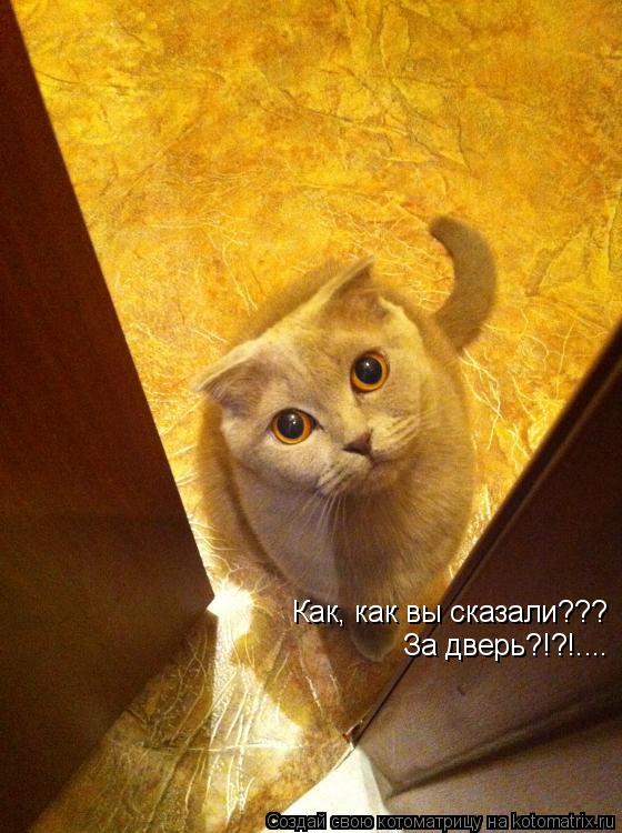 Как, как вы сказали??? За дверь?!?!....... Котоматрица: Как, как вы сказали??? За дверь?!?!....