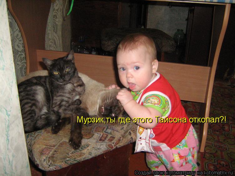 Мурзик,ты где этого Тайсона откопал?!... Котоматрица: Мурзик,ты где этого Тайсона откопал?!