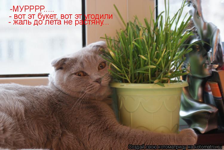 -МУРРРР..... - вот эт букет, вот эт угодили - жаль до лета не растяну...... Котоматрица: -МУРРРР..... - вот эт букет, вот эт угодили - жаль до лета не растяну...