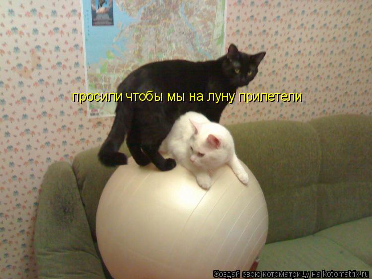 просили чтобы мы на луну прилетели... Котоматрица: просили чтобы мы на луну прилетели