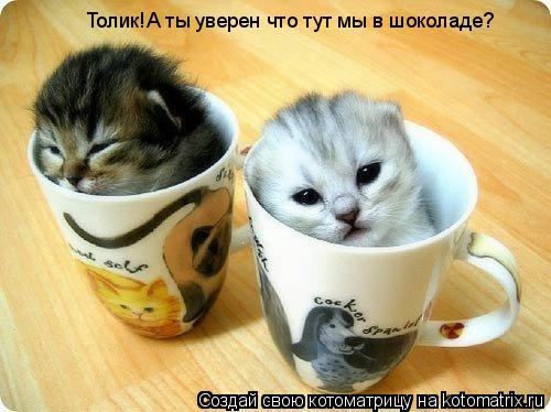 Толик!А ты уверен что тут мы в шоколаде?... Котоматрица: Толик!А ты уверен что тут мы в шоколаде?