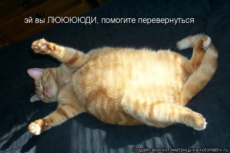эй вы ЛЮЮЮЮДИ, помогите перевернуться... Котоматрица: эй вы ЛЮЮЮЮДИ, помогите перевернуться