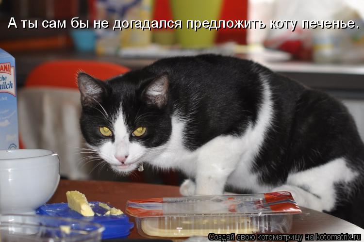 А ты сам бы не догадался предложить коту печенье.... Котоматрица: А ты сам бы не догадался предложить коту печенье.