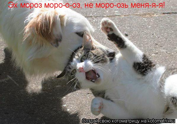 Эх мороз моро-о-оз, не моро-озь меня-я-я!... Котоматрица: Эх мороз моро-о-оз, не моро-озь меня-я-я!