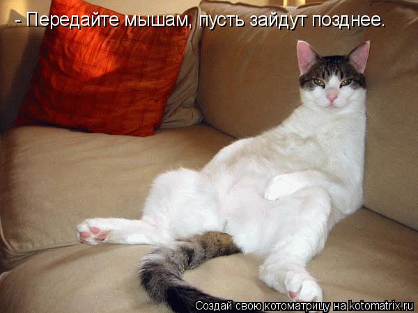 - Передайте мышам, пусть зайдут позднее.... Котоматрица: - Передайте мышам, пусть зайдут позднее.