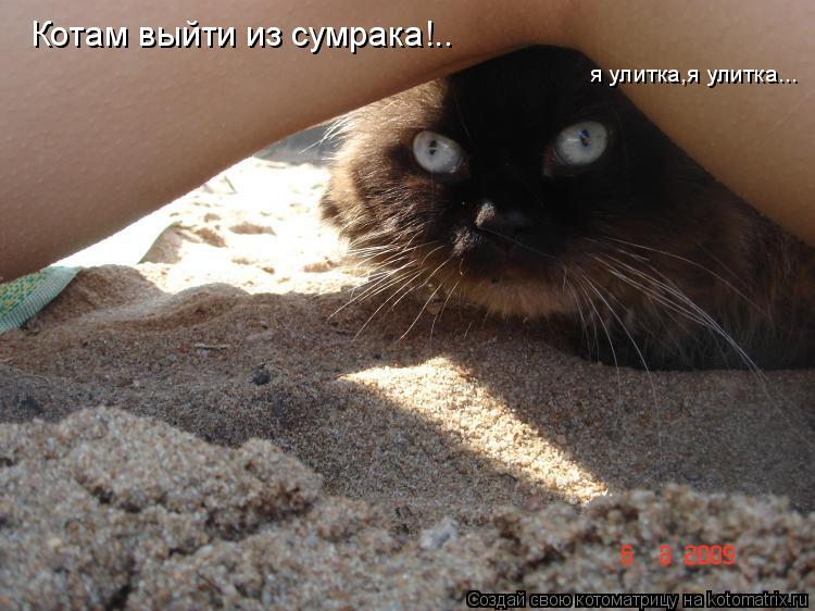 Котам выйти из сумрака!.. я улитка,я улитка...... Котоматрица: Котам выйти из сумрака!.. я улитка,я улитка...