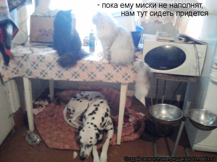пока ему миски не наполнят, нам тут сидеть придется -... Котоматрица: пока ему миски не наполнят, нам тут сидеть придется -