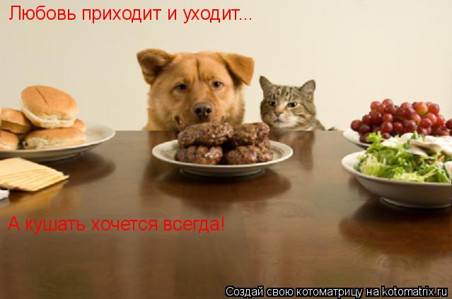 Любовь приходит и уходит... А кушать хочется всегда!... Котоматрица: Любовь приходит и уходит... А кушать хочется всегда!