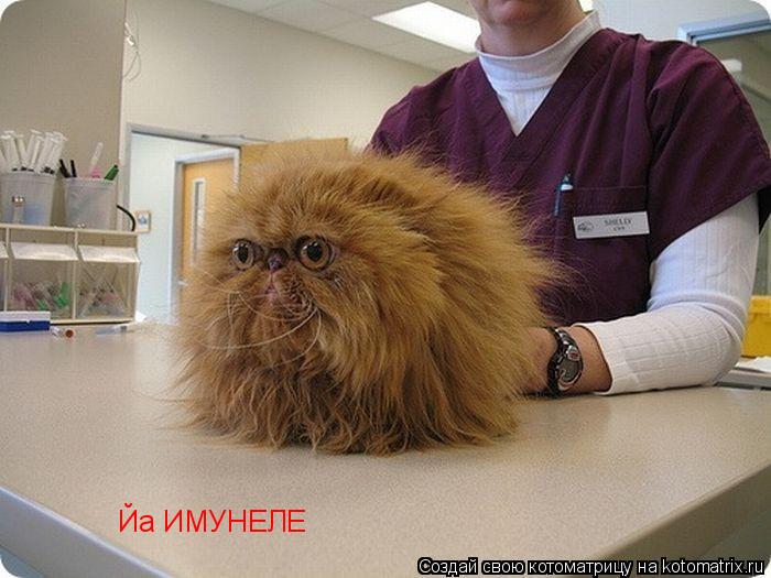 Йа ИМУНЕЛЕ... Котоматрица: Йа ИМУНЕЛЕ