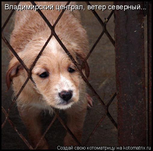 Владимирский централ, ветер северный...... Котоматрица: Владимирский централ, ветер северный...