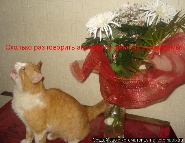 Сколько раз говорить аллергия у меня на хризантемы!!!... Котоматрица: Сколько раз говорить аллергия у меня на хризантемы!!!