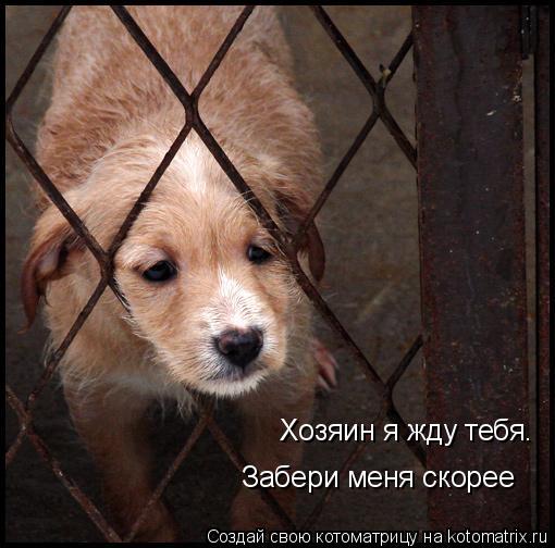 Хозяин я жду тебя. Забери меня скорее... Котоматрица: Хозяин я жду тебя. Забери меня скорее