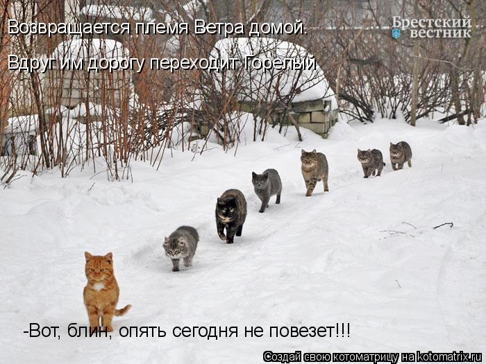 Возвращается племя Ветра домой. Вдруг им дорогу переходит Горелый -Вот, блин, опять сегодня не повезе... Котоматрица: Возвращается племя Ветра домой. Вдруг им дорогу переходит Горелый -Вот, блин, опять сегодня не повезет!!!