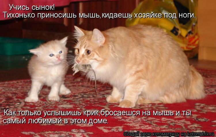 Учись сынок! Тихонько приносишь мышь,кидаешь хозяйке под ноги. Как только услышишь крик,бросаешся на ... Котоматрица: Учись сынок! Тихонько приносишь мышь,кидаешь хозяйке под ноги. Как только услышишь крик,бросаешся на мышь и ты самый любимый в этом доме.