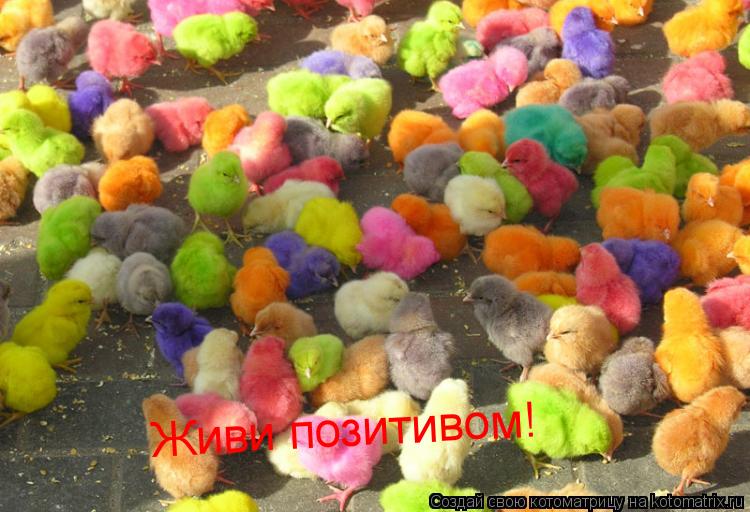 Котоматрица: Живи позитивом!