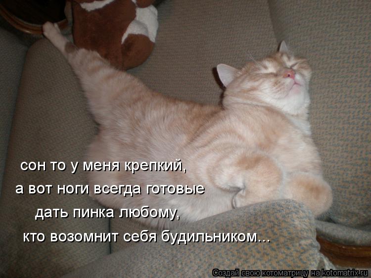 сон то у меня крепкий, а вот ноги всегда готовые дать пинка любому, кто возомнит себя будильником...... Котоматрица: сон то у меня крепкий, а вот ноги всегда готовые дать пинка любому, кто возомнит себя будильником...
