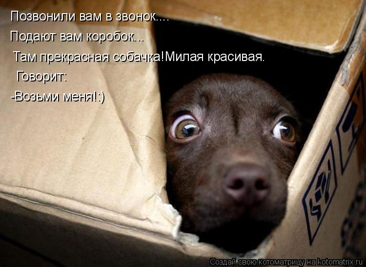 Котоматрица: Позвонили вам в звонок.... Подают вам коробок... Там прекрасная собачка!Милая красивая. Говорит: -Возьми меня!:)