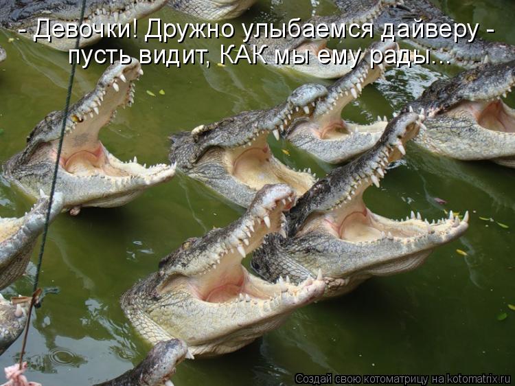 - Девочки! Дружно улыбаемся дайверу - пусть видит, КАК мы ему рады...... Котоматрица: - Девочки! Дружно улыбаемся дайверу - пусть видит, КАК мы ему рады...