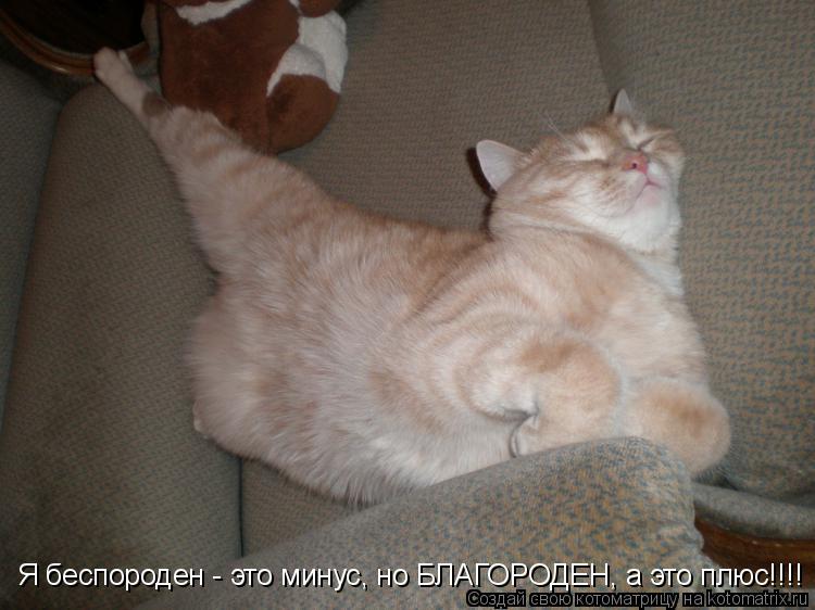 Котоматрица: Я беспороден - это минус, но БЛАГОРОДЕН, а это плюс!!!!
