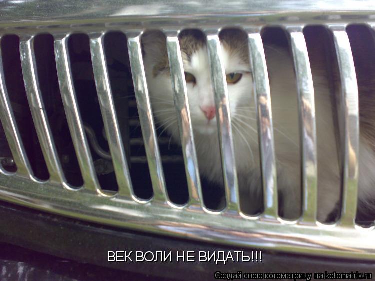 ВЕК ВОЛИ НЕ ВИДАТЬ!!!... Котоматрица: ВЕК ВОЛИ НЕ ВИДАТЬ!!!