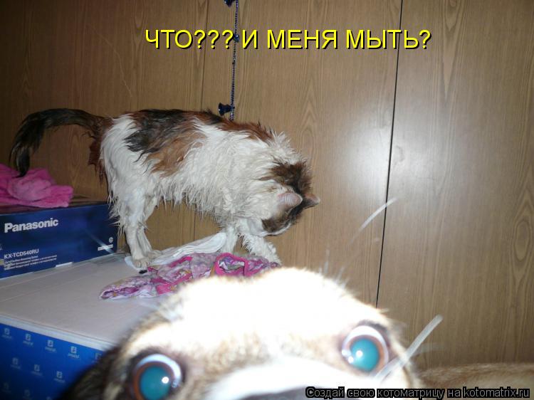 ЧТО??? И МЕНЯ МЫТЬ?... Котоматрица: ЧТО??? И МЕНЯ МЫТЬ?