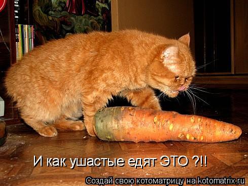 И как ушастые едят ЭТО ?!! И как ушастые едят ЭТО ?!!... Котоматрица: И как ушастые едят ЭТО ?!! И как ушастые едят ЭТО ?!!