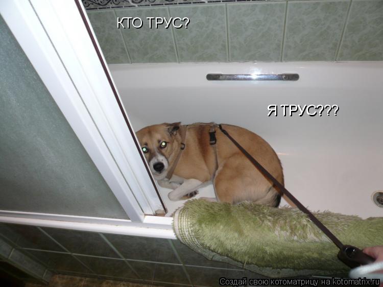 КТО ТРУС? Я ТРУС? Я ТРУС???... Котоматрица: КТО ТРУС? Я ТРУС? Я ТРУС???
