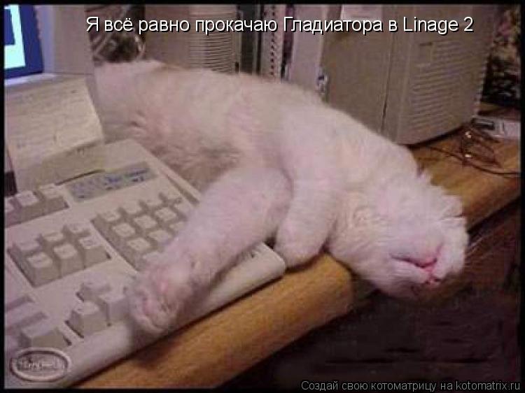 Я всё равно прокачаю Гладиатора в Linage 2... Котоматрица: Я всё равно прокачаю Гладиатора в Linage 2