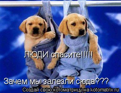 Зачем мы залезли сюда??? ЛЮДИ спасите!!!!!... Котоматрица: Зачем мы залезли сюда??? ЛЮДИ спасите!!!!!