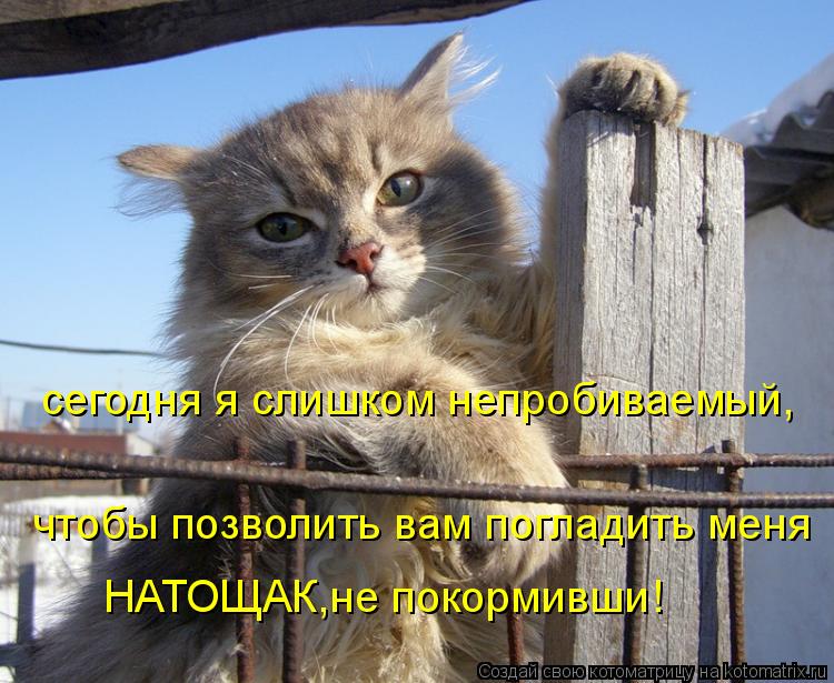 сегодня я слишком непробиваемый, чтобы позволить вам погладить меня НАТОЩАК,не покормивши!... Котоматрица: сегодня я слишком непробиваемый, чтобы позволить вам погладить меня НАТОЩАК,не покормивши!