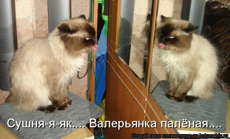 Сушня-я-як.... Валерьянка палёная....... Котоматрица: Сушня-я-як.... Валерьянка палёная....