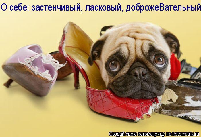 О себе: застенчивый, ласковый, доброжеВательный... Котоматрица: О себе: застенчивый, ласковый, доброжеВательный