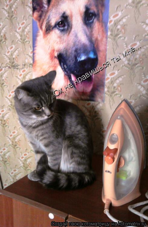 Ох,не нравишься ты мне...... Котоматрица: Ох,не нравишься ты мне...