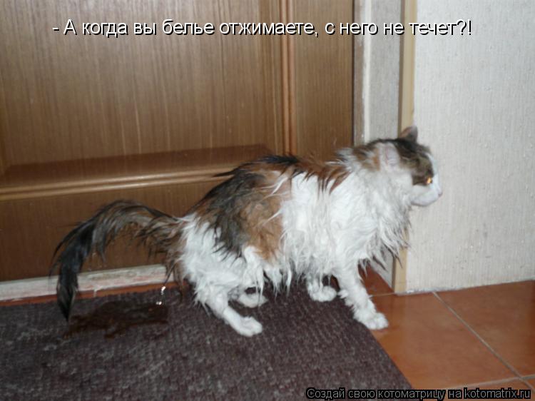 - А когда вы белье отжимаете, с него не течет?!... Котоматрица: - А когда вы белье отжимаете, с него не течет?!
