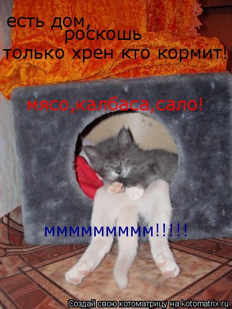 Котоматрица: есть дом, роскошь только хрен кто кормит!!!!! мясо,калбаса,сало! ммммммммм!!!!!