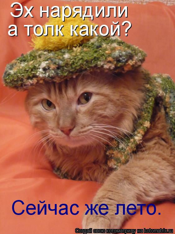 Котоматрица: Эх нарядили а толк какой? Сейчас же лето.