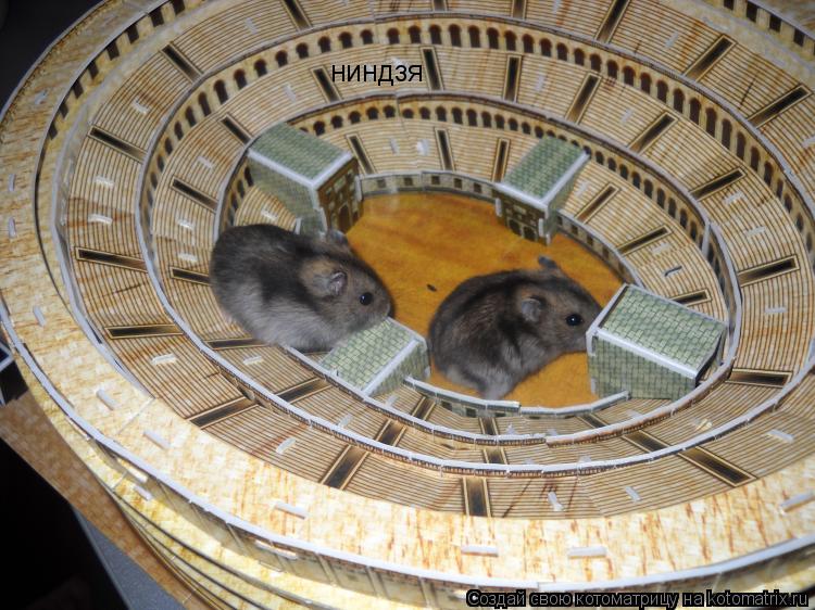 Котоматрица: ниндзя