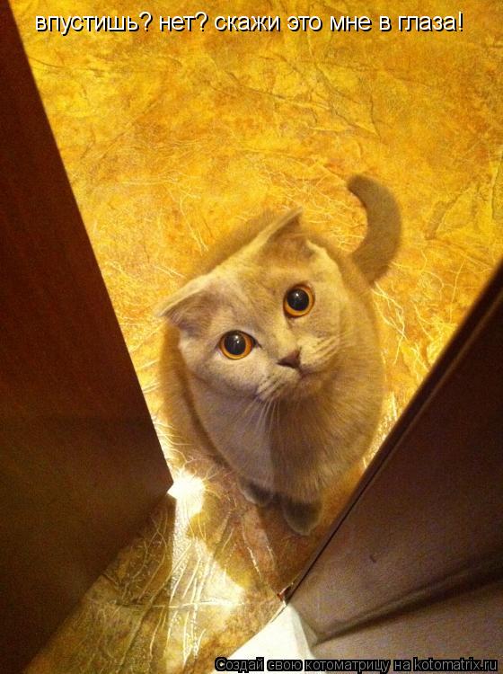 Котоматрица: впустишь? нет? скажи это мне в глаза!