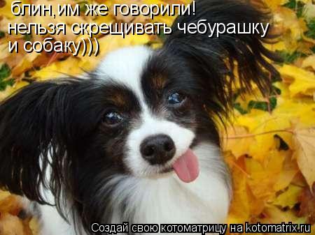 Котоматрица: блин,им же говорили! нельзя скрещивать чебурашку и собаку)))