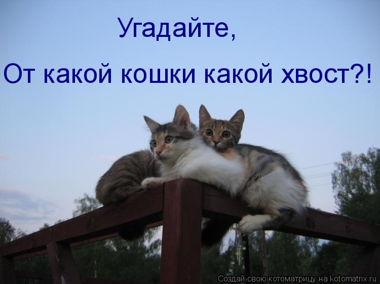 Котоматрица: От какой кошки какой хвост?! Угадайте,
