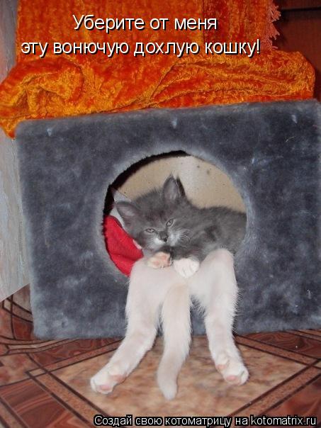 Котоматрица: Уберите от меня  эту вонючую дохлую кошку!