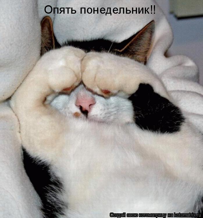 Котоматрица: Опять понедельник!!