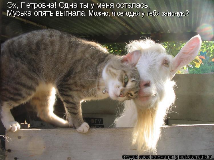 Котоматрица: Эх, Петровна! Одна ты у меня осталась,  Муська опять выгнала. Можно, я сегодня у тебя заночую?