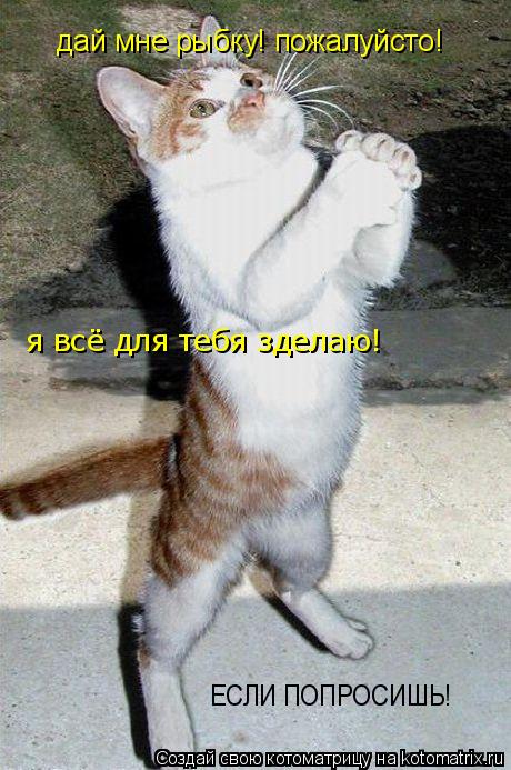 Котоматрица: дай мне рыбку! пожалуйсто! я всё для тебя зделаю! ЕСЛИ ПОПРОСИШЬ!