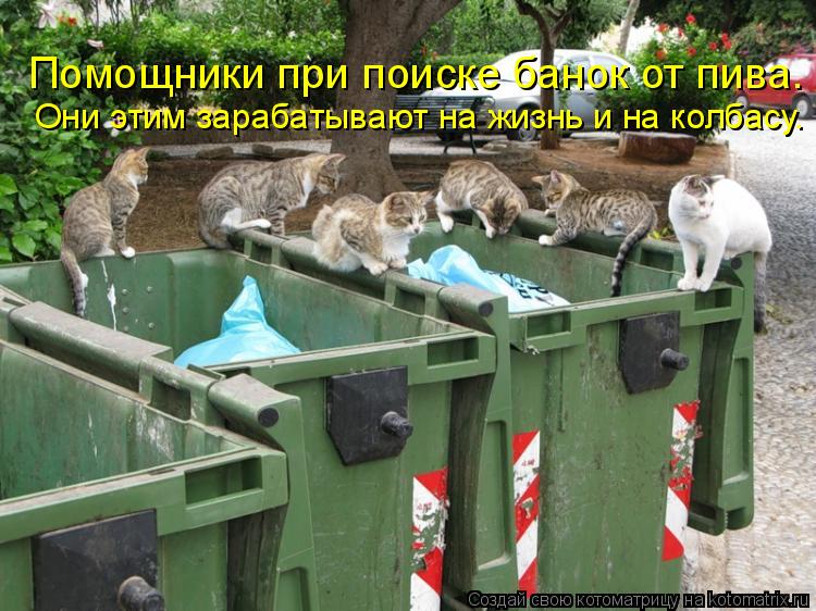 Котоматрица: Помощники при поиске банок от пива. Они этим зарабатывают на жизнь и на колбасу.