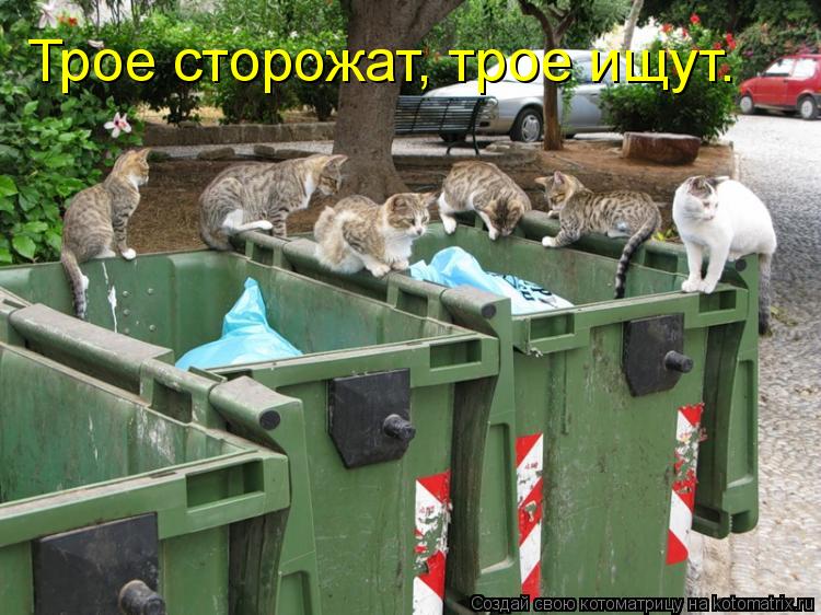 Котоматрица: Трое сторожат, трое ищут.