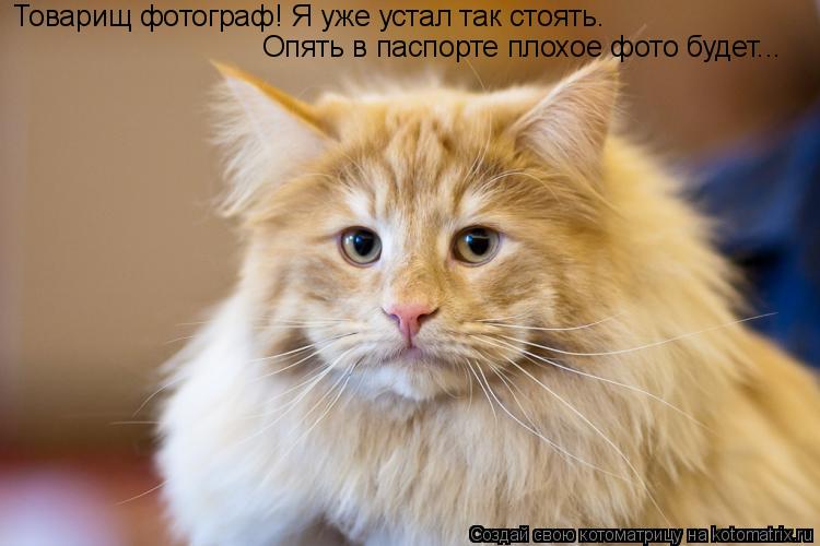 Котоматрица: Товарищ фотограф! Я уже устал так стоять. Опять в паспорте плохое фото будет...