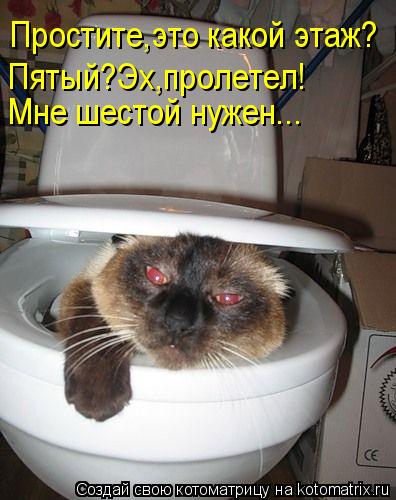 Котоматрица: Простите,это какой этаж? Мне шестой нужен... Пятый?Эх,пролетел!