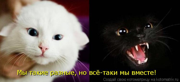 Котоматрица: Мы такие разные, но всё-таки мы вместе!